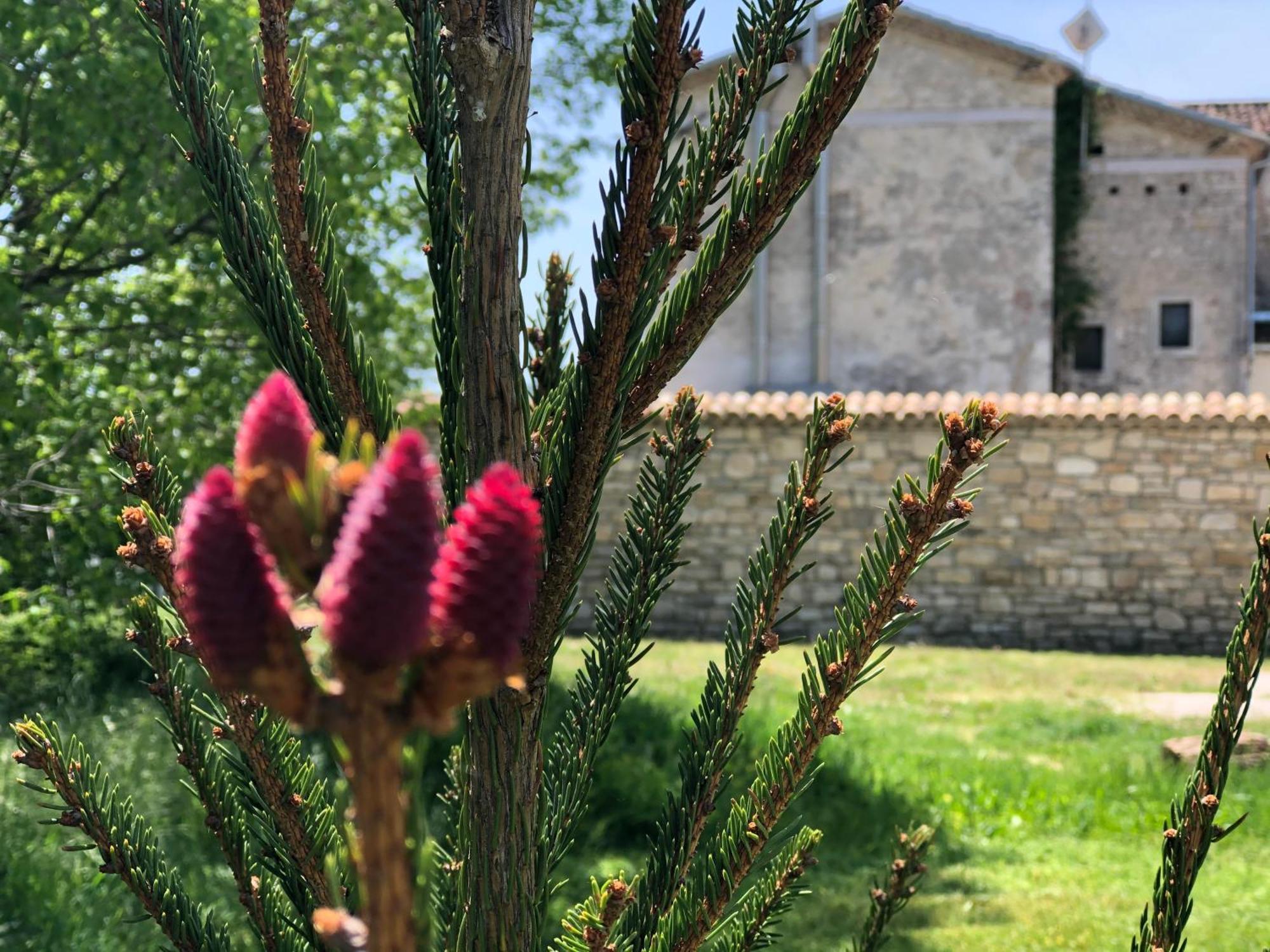 Antica Taverna Del Principe Sepino Buitenkant foto